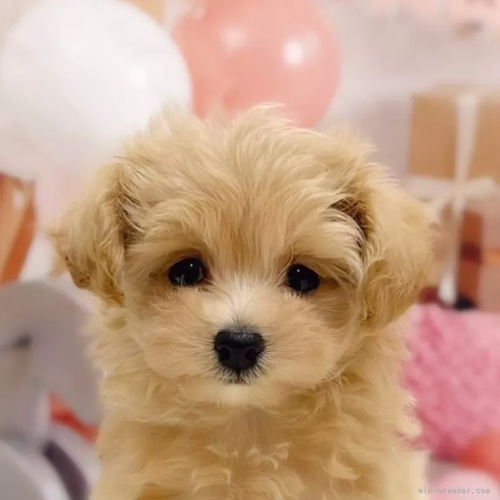 マルプー(マルチーズ×トイプードル)【千葉県・女の子・2025年9月4日・クリーム】の写真1「おっとりした女の子です🥰」