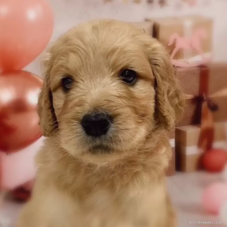 ID:2501-02788の子犬