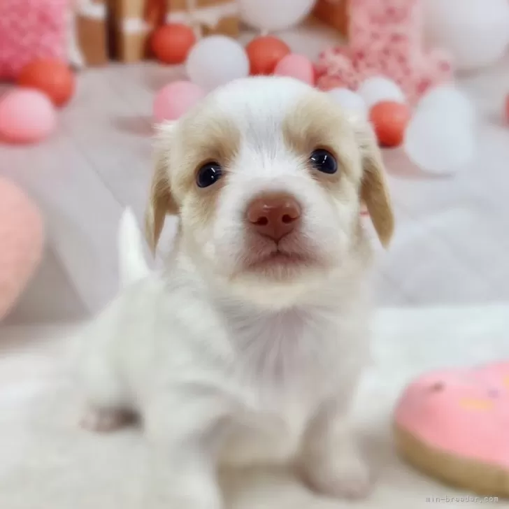 ID：2410-04492の子犬