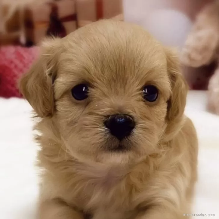 ID:2412-04997の子犬