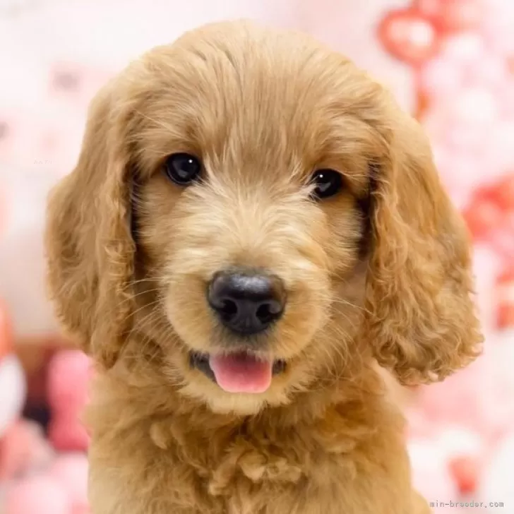 ID:2501-02771の子犬