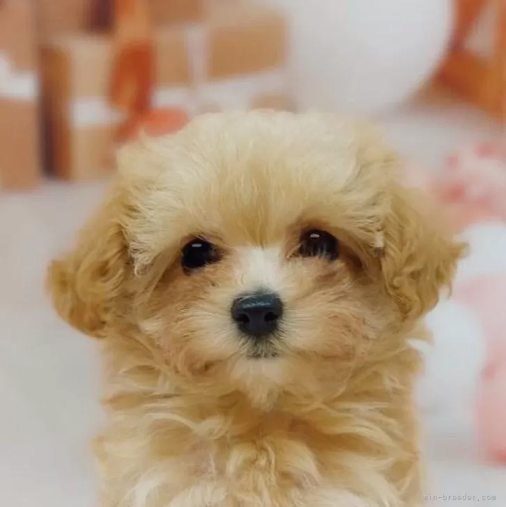 ID：2510-02795の子犬