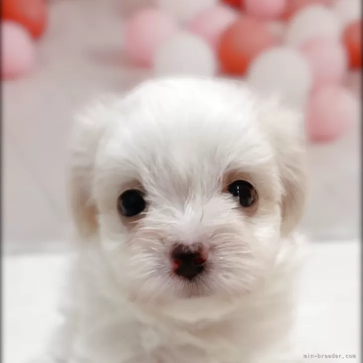 ID：2507-00791の子犬