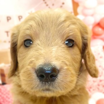 ゴールデンドゥードル(プードル×ゴールデンレトリバー)【千葉県・男の子・2025年9月25日・レッド】の写真「かわいい男の子です😊」