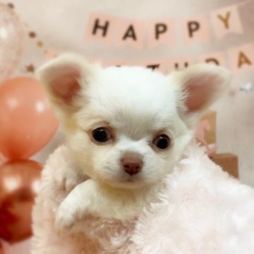 チワワ(ロング)【千葉県・男の子・2025年2月16日・ホワイト/クリーム】の写真「まん丸のお顔でとっても可愛いです🥰」