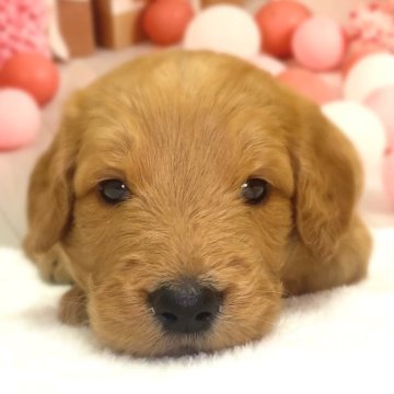 ゴールデンドゥードル(プードル×ゴールデンレトリバー)【千葉県・男の子・2025年9月25日・レッド】の写真「かわいい男の子です😊」