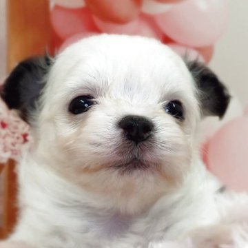 チワマル(マルチーズ×チワワ)【千葉県・女の子・2025年9月23日・ホワイト/ブラック】の写真「ほわほわ癒し系のとっても可愛い女の子です🥰」