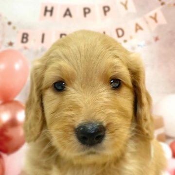 ゴールデンドゥードル(プードル×ゴールデンレトリバー)【千葉県・女の子・2025年9月25日・レッド】の写真「かわいい女の子です😊」