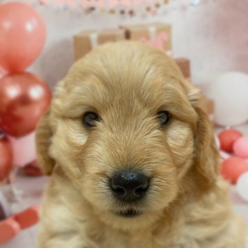 ゴールデンドゥードル(プードル×ゴールデンレトリバー)【千葉県・男の子・2025年4月15日・クリーム系】の写真「小柄予想クリーム系の男の子🥰」
