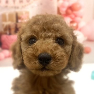 トイプードル(トイ)【千葉県・女の子・2025年3月4日・レッド】の写真「遊び時間に胸に飛び込んで来てくれる活発な女の子🥰」