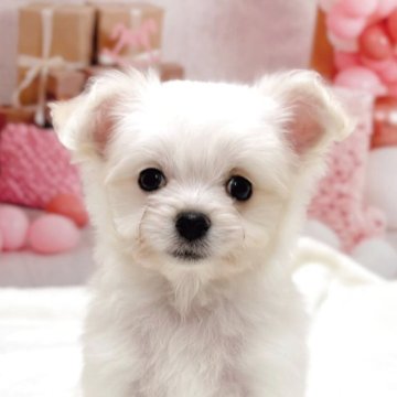 チワマル(マルチーズ×チワワ)【千葉県・男の子・2025年9月23日・ホワイト/クリーム】の写真「⭐︎きゅるきゅるお目目の可愛い男の子です🥰」
