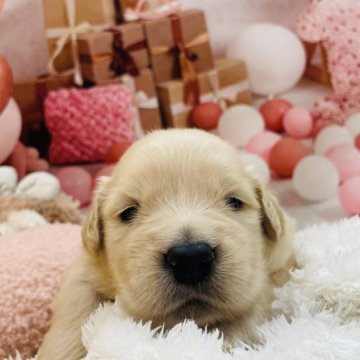 ゴールデンレトリバー【千葉県・女の子・2025年11月29日・ゴールデン】の写真「女の子の中で1番小柄です🥰」