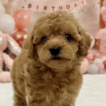 トイプードル(トイ)【千葉県・女の子・2025年8月7日・アプリ】の写真「おめめがぱっちりな女の子です🥰」