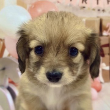 チワックス(チワワ×ダックスフンド)【千葉県・男の子・2024年9月29日・フォーン】の写真「タレ目ちゃんのの可愛い男の子です😊」