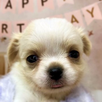 チワワ(ロング)【千葉県・男の子・2025年3月23日・ホワイト/クリーム】の写真「元気いっぱいでお目目クリクリの男の子🥰」