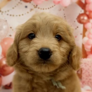 ゴールデンドゥードル(プードル×ゴールデンレトリバー)【千葉県・男の子・2025年4月15日・レッド系】の写真「小柄予想レッド系の男の子🥰」