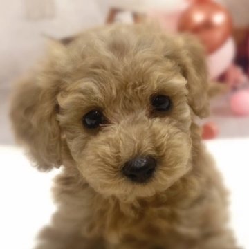 トイプードル(トイ)【千葉県・男の子・2025年3月10日・アプリコット】の写真「お目目パッチリ☺️遊ぶのが大好きな男の子です🥰」
