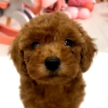 トイプードル(トイ)【千葉県・女の子・2025年8月7日・レッド】の写真「1番色が濃いレッドです🥰」