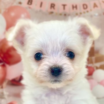 チワマル(マルチーズ×チワワ)【千葉県・男の子・2025年9月23日・ホワイト/クリーム】の写真「きゅるきゅるお目目の可愛い男の子です🥰」