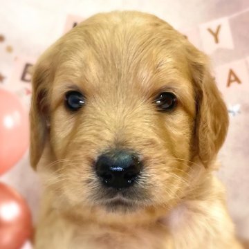 ゴールデンドゥードル(プードル×ゴールデンレトリバー)【千葉県・女の子・2025年9月25日・レッド】の写真「かわいい女の子です😊」