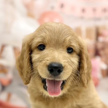 【千葉県・男の子・2025年9月25日・レッド】の写真「かわいい男の子です😊」