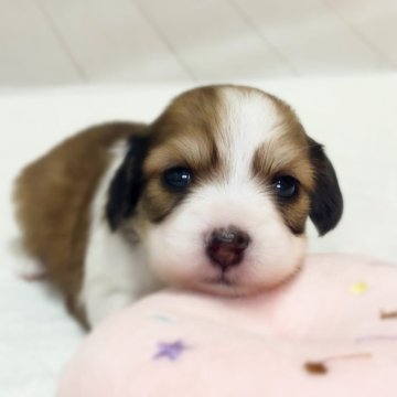 チワックス(チワワ×ダックスフンド)【千葉県・女の子・2025年11月11日・ホワイト/レッド】の写真「まんまるお顔が可愛らしい女の子です😊」