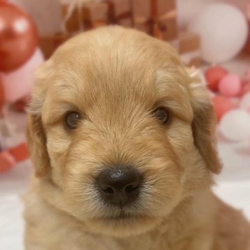 ゴールデンドゥードル(プードル×ゴールデンレトリバー)【千葉県・男の子・2025年4月15日・クリーム系】の写真「小柄予想クリーム系の男の子🥰」