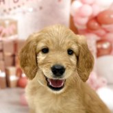 ゴールデンドゥードル(プードル×ゴールデンレトリバー)