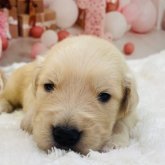 ゴールデンレトリバー