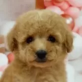 トイプードル(トイ)