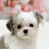 チワマル(マルチーズ×チワワ)