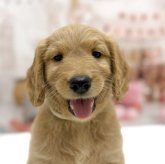 ゴールデンドゥードル(プードル×ゴールデンレトリバー)