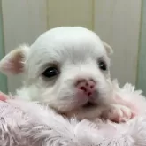 チワワ(ロング)【千葉県・男の子・2025年2月16日・ホワイト/クリーム】の写真2