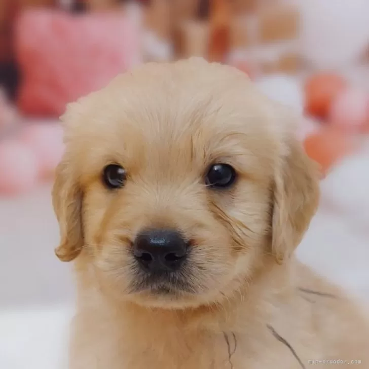 ID:2408-01862の子犬