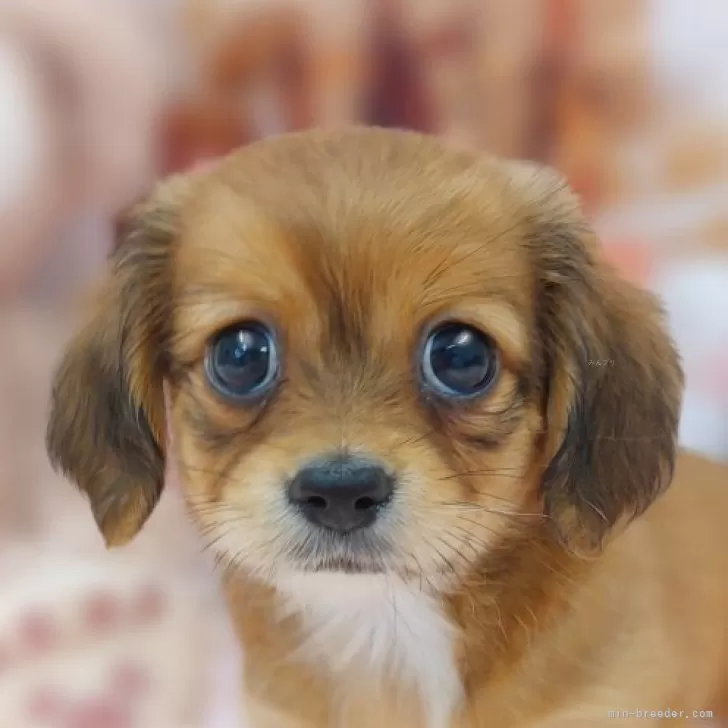 ID：2404-02868の子犬