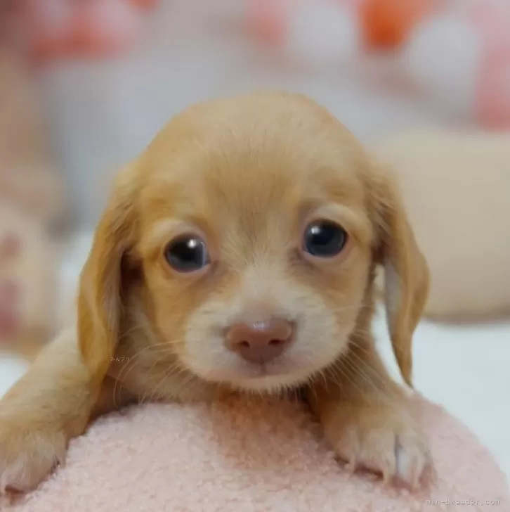 ID:2407-03118の子犬