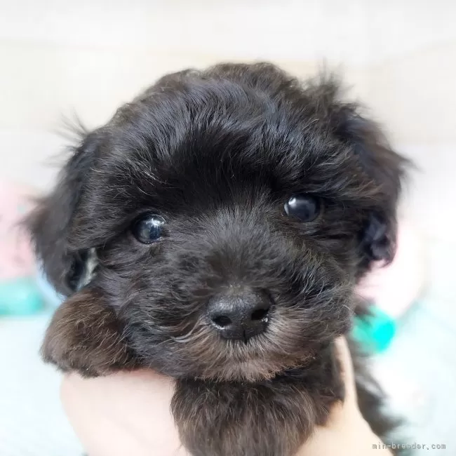 ID:2311-02181の子犬