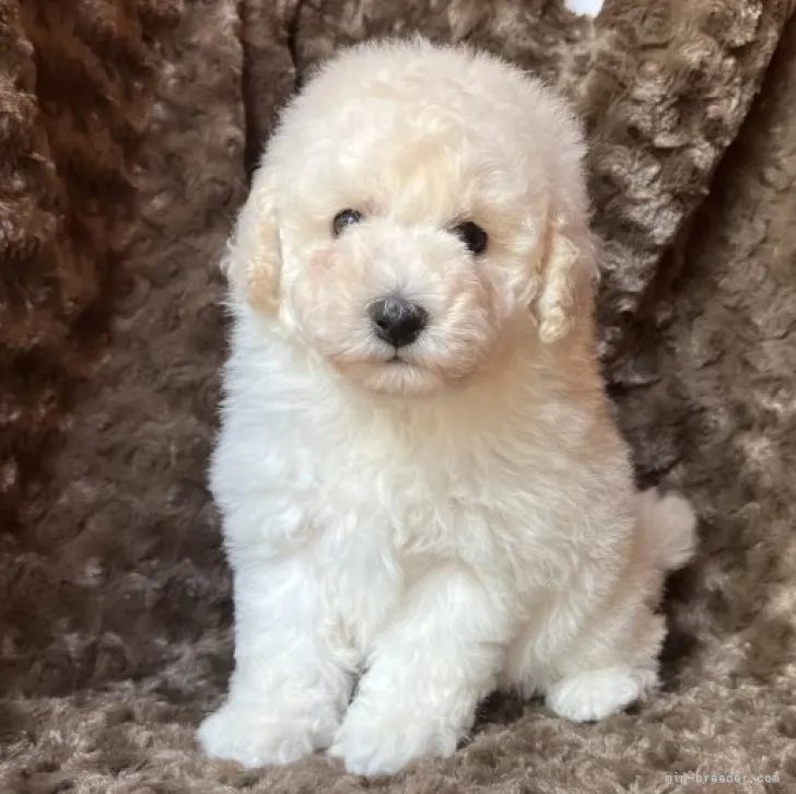 ID:2307-06135の子犬