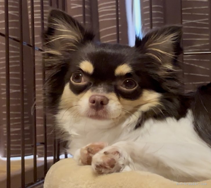 チワワ(ロング)【・女の子・2023年9月9日・チョコ/タン/ホワイト】