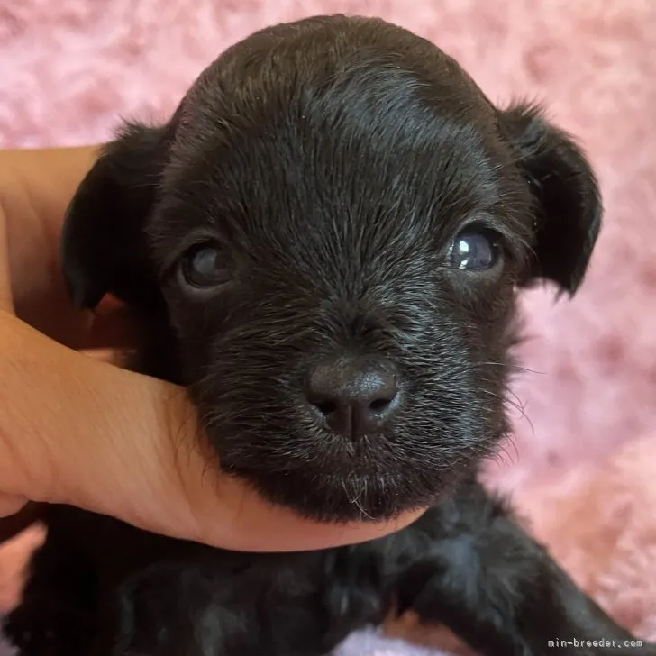ID:2307-06578の子犬