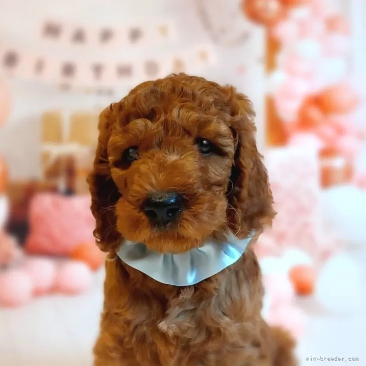 ID:2401-07148の子犬