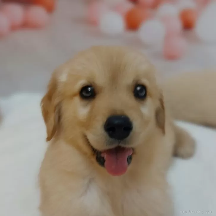 ID:2406-02509の子犬