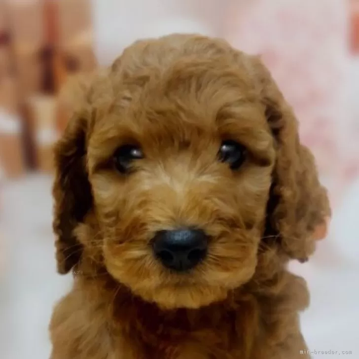 ID:2408-02542の子犬