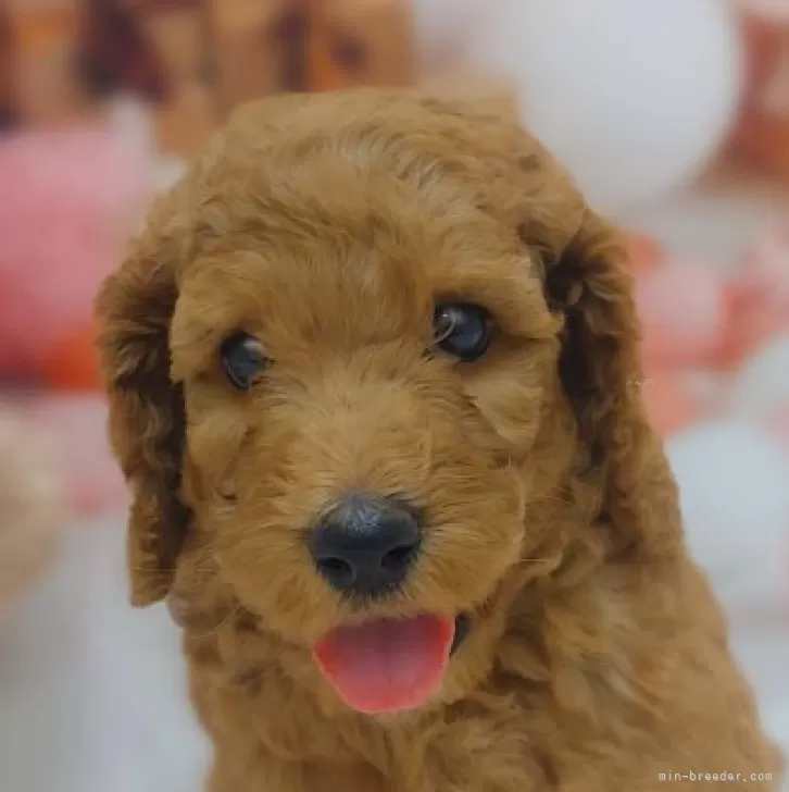 ID:2408-02541の子犬