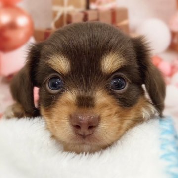 チワックス(チワワ×ダックスフンド)【千葉県・男の子・2024年9月29日・チョコ/タン】の写真「人気のカラー😊チョコタン君です🥰」