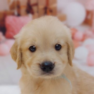 ゴールデンレトリバー【千葉県・男の子・2024年6月26日・ゴールド】の写真「キラキラおめめの可愛い男の子です😌」
