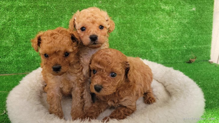 プードルの子犬です。｜江田　正子(こうだ　まさこ)ブリーダー(福岡県・トイプードルなど・JKC登録)の紹介写真8