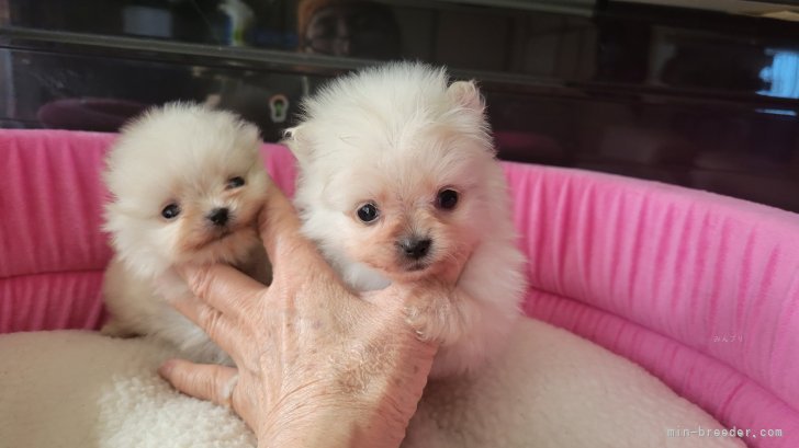 ポメラニアンの子犬です。｜江田　正子(こうだ　まさこ)ブリーダー(福岡県・トイプードルなど・JKC登録)の紹介写真9