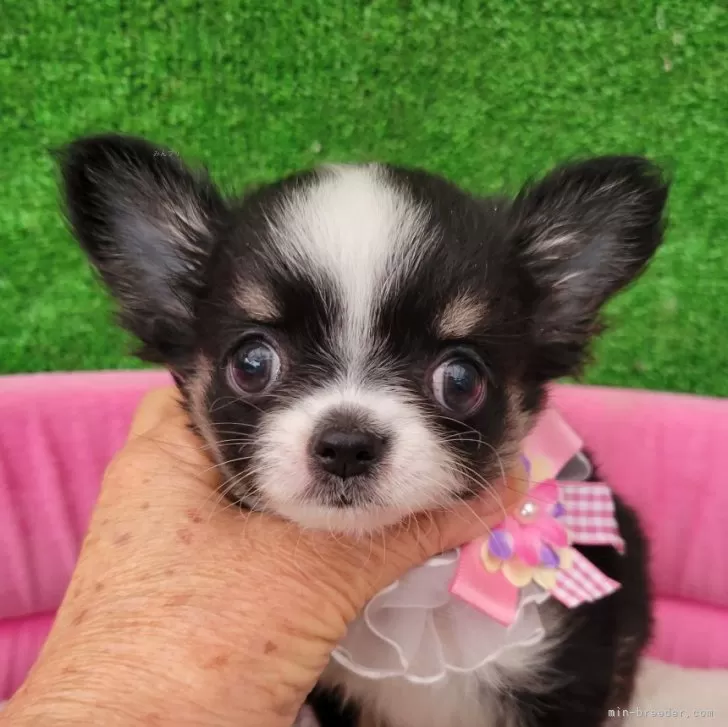 ID：2509-06594の子犬