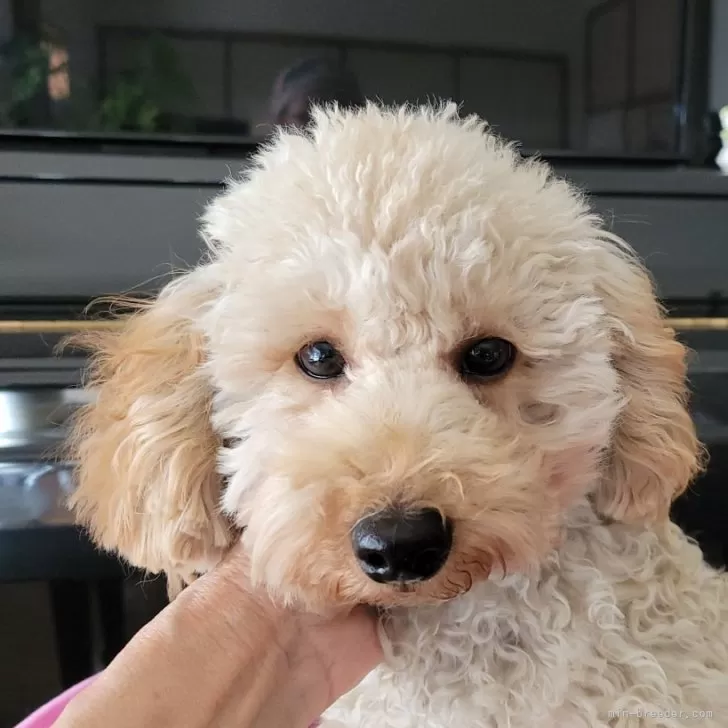 ID：2410-02036の子犬